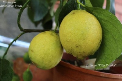 C. limonVilla Franka2 - 